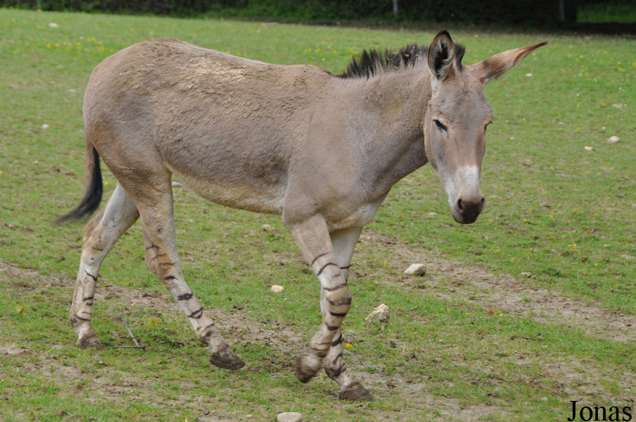 Equus africanus somalicus