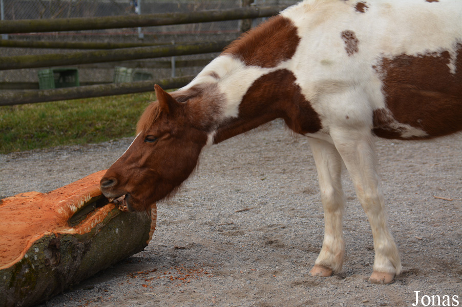 Poney Lewitz