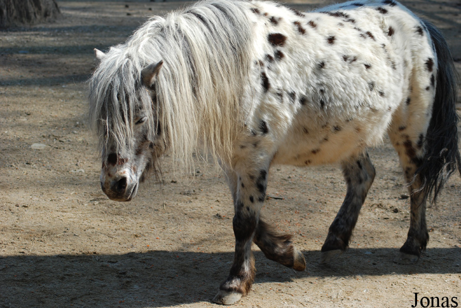 Poney Mini-Appaloosa
