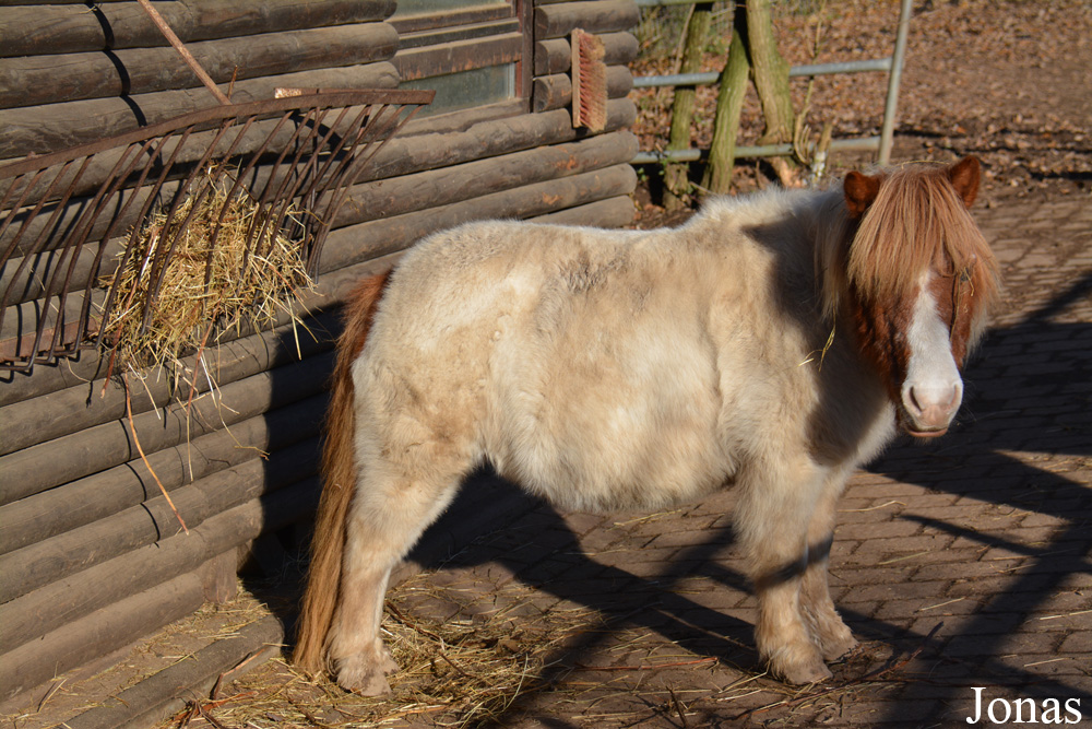 Poney Shetland