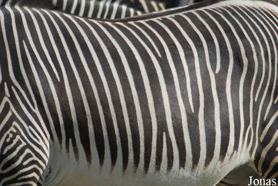 Equus grevyi
