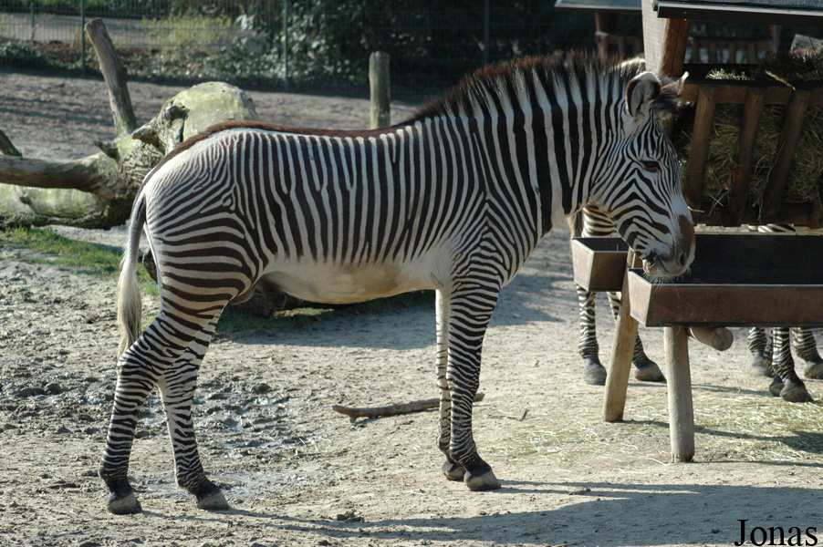 Equus grevyi