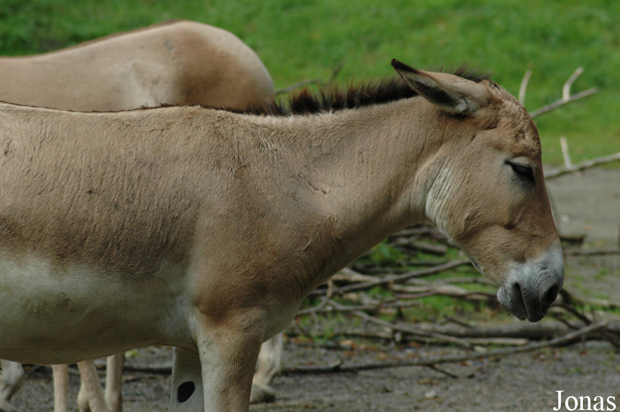 Equus hemionus onager