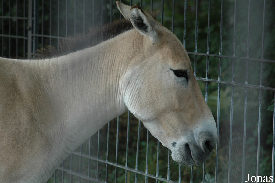 Equus hemionus onager