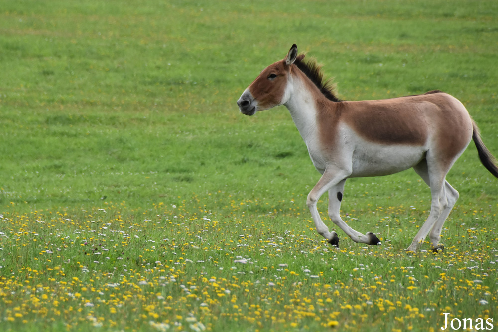 Equus kiang holdereri
