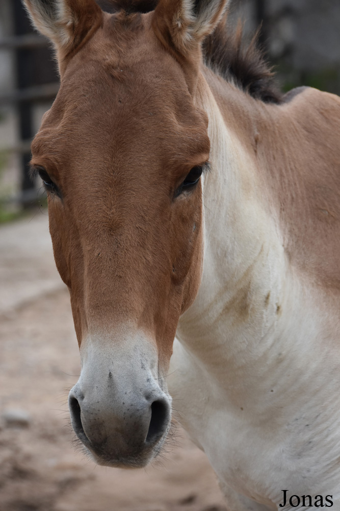 Equus kiang holdereri