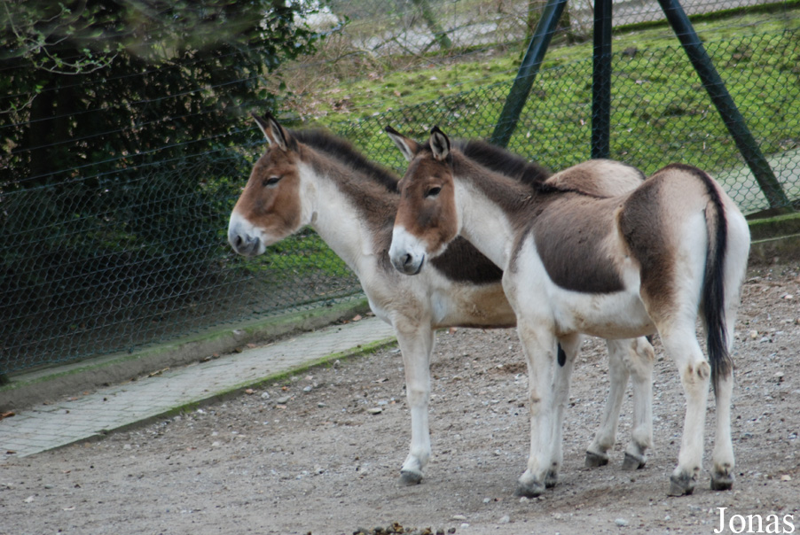 Equus kiang holdereri