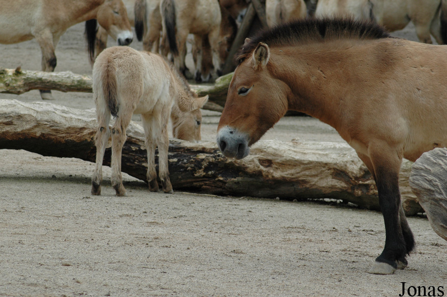 Equus przewalskii