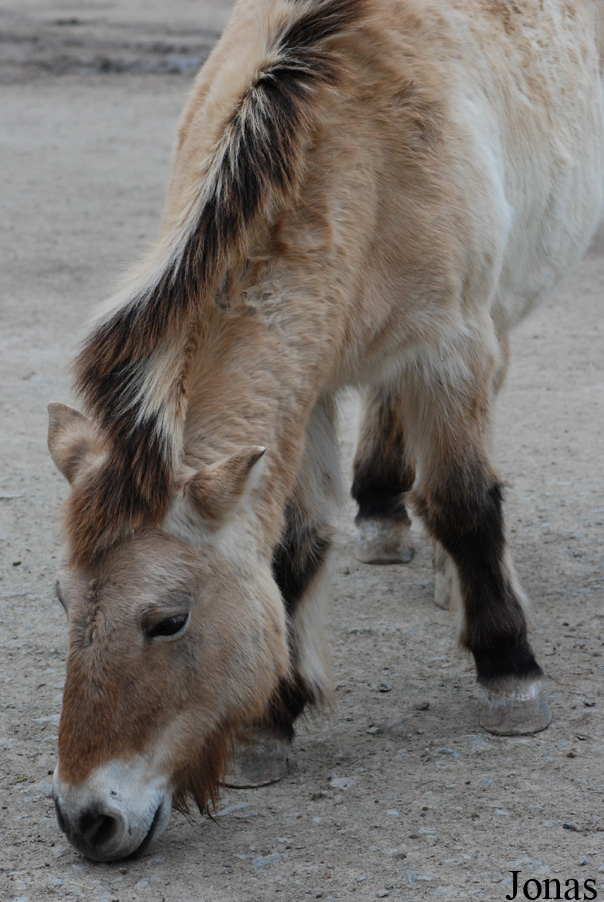 Equus przewalskii