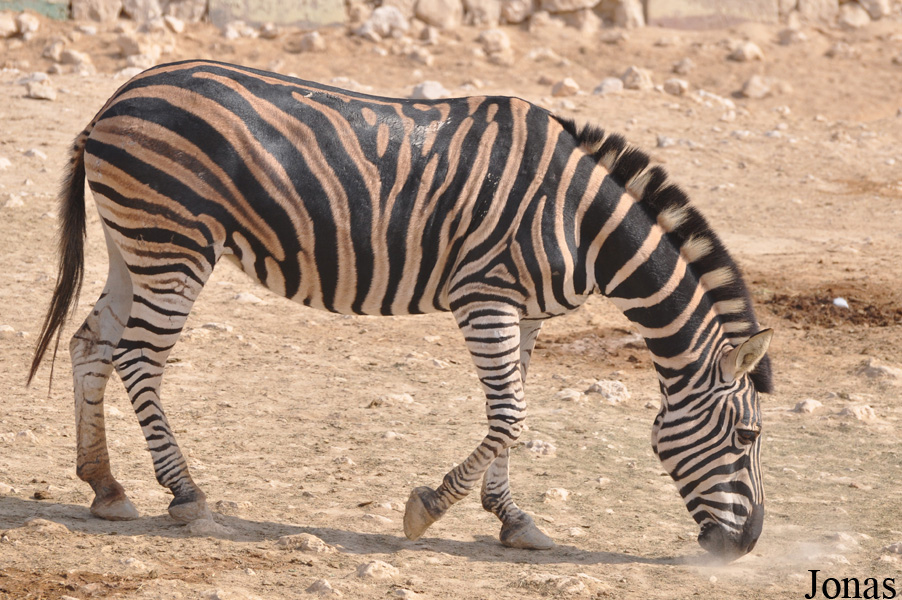Equus quagga