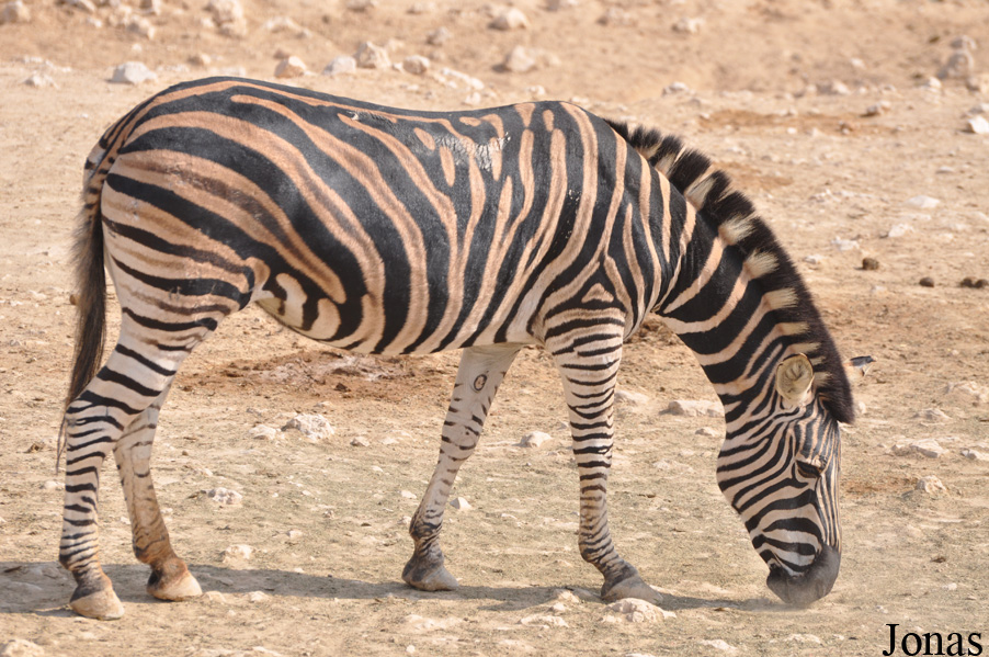 Equus quagga