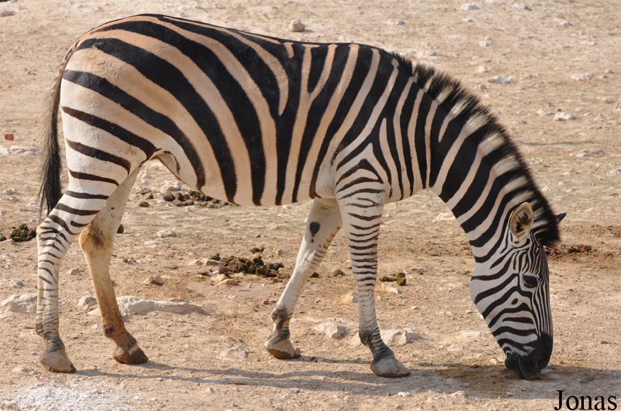 Equus quagga