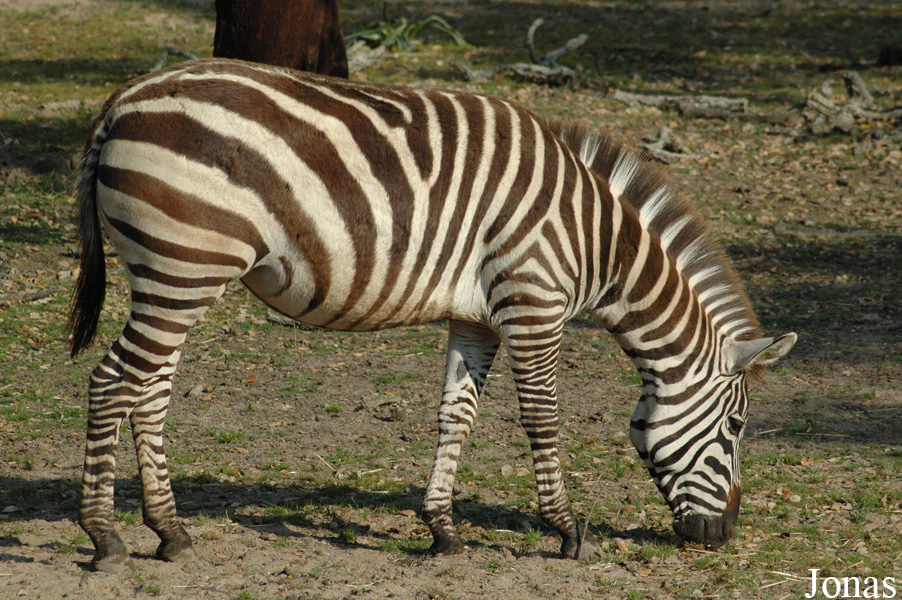 Equus quagga