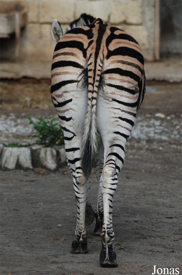 Equus quagga