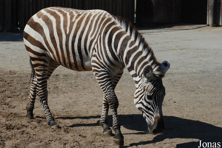 Equus quagga boehmi