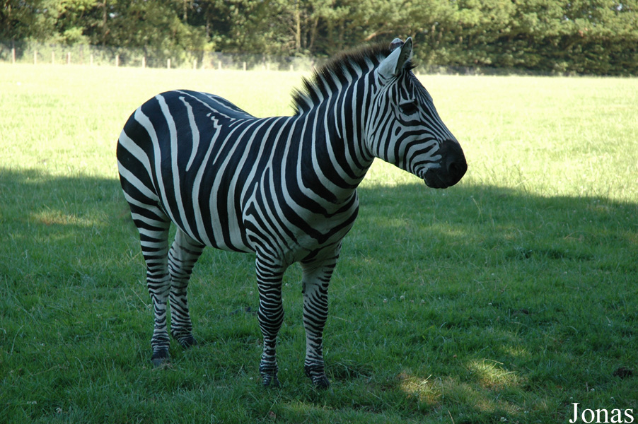 Equus quagga boehmi