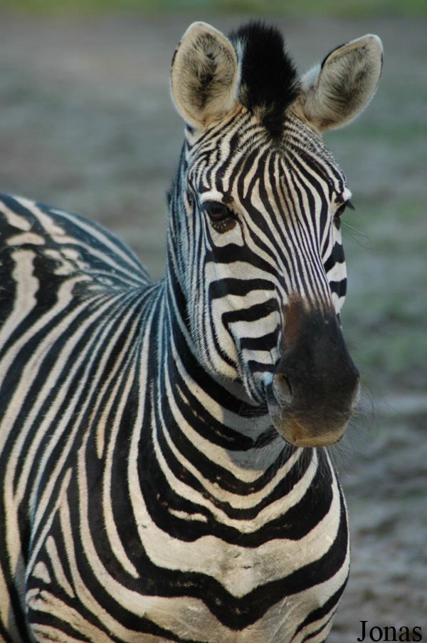 Equus quagga boehmi