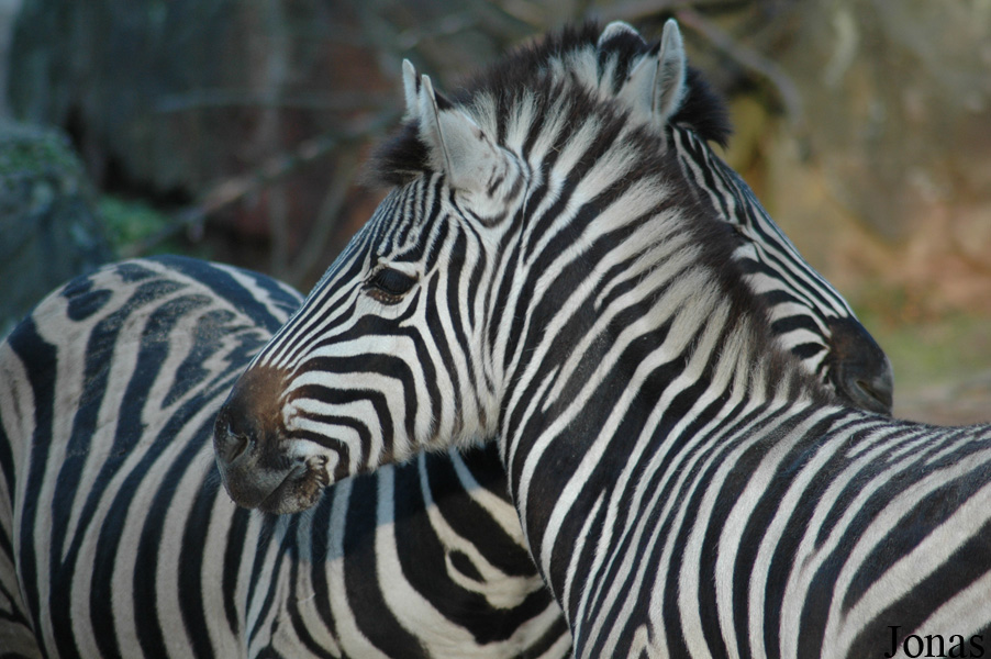 Equus quagga boehmi