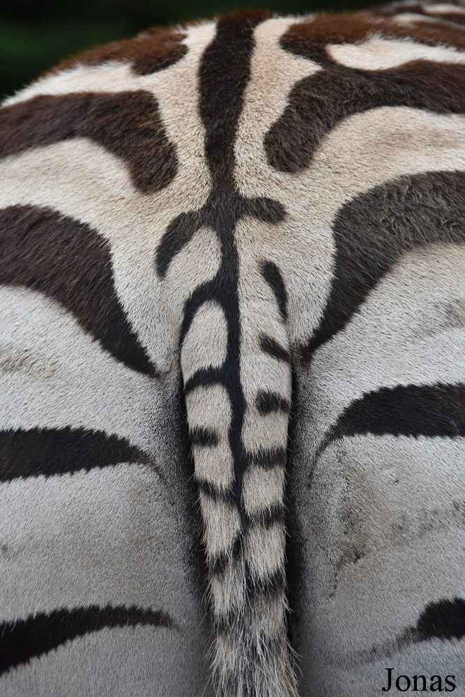Equus quagga chapmani