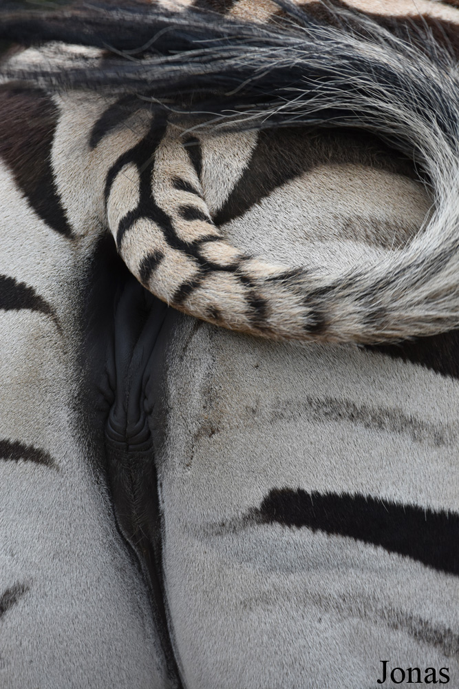 Equus quagga chapmani