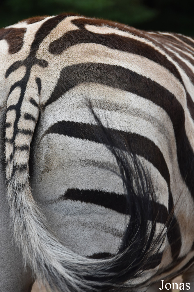 Equus quagga chapmani