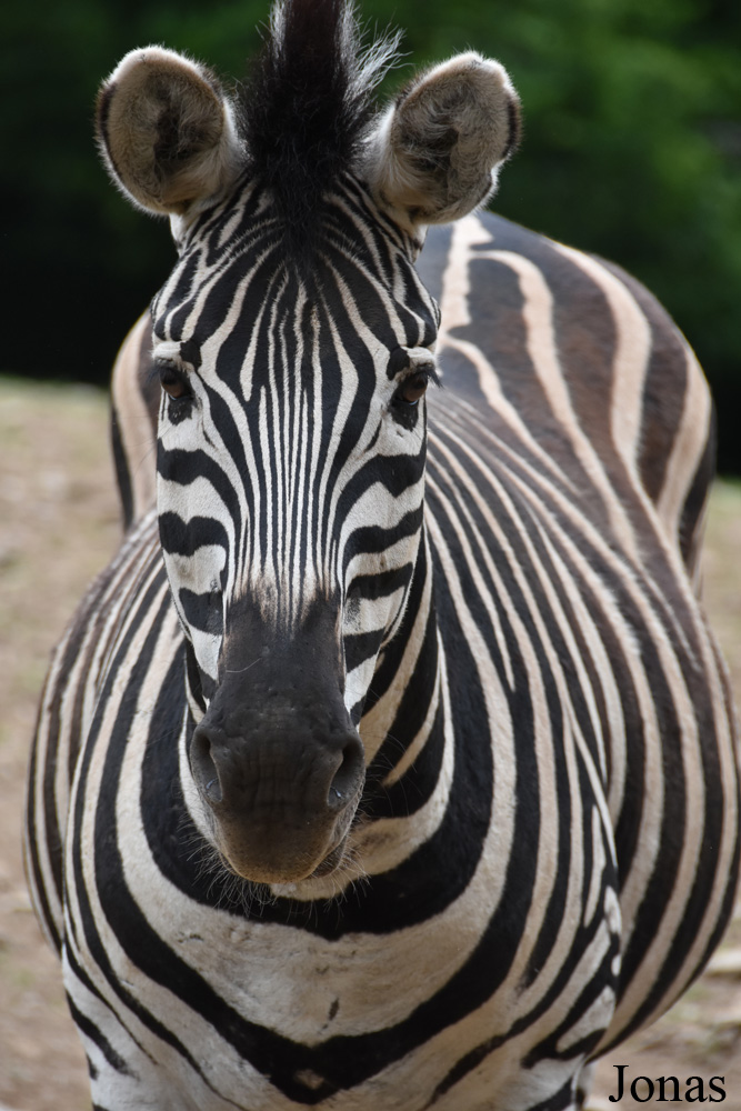 Equus quagga chapmani