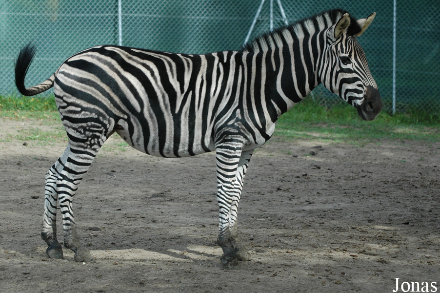 Equus quagga chapmani