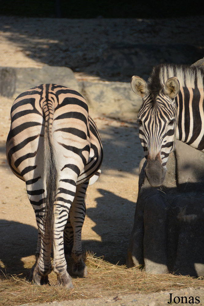 Equus quagga chapmani