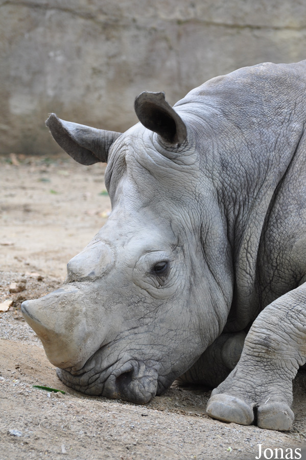Ceratotherium simum simum
