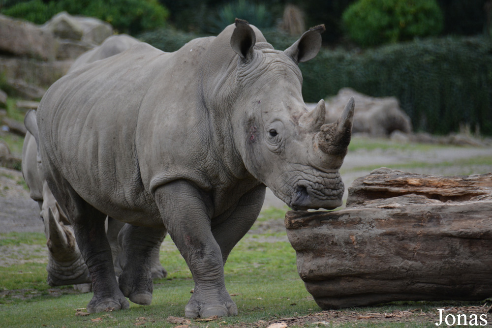 Ceratotherium simum simum