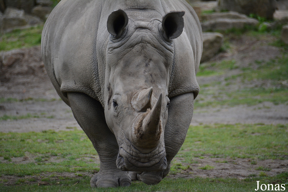 Ceratotherium simum simum