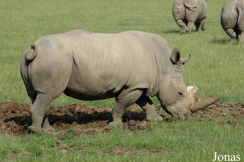 Ceratotherium simum simum
