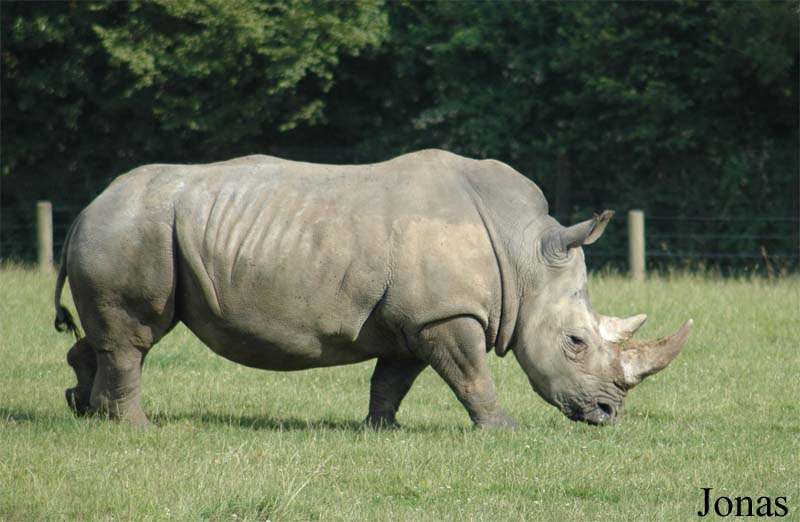 Ceratotherium simum simum