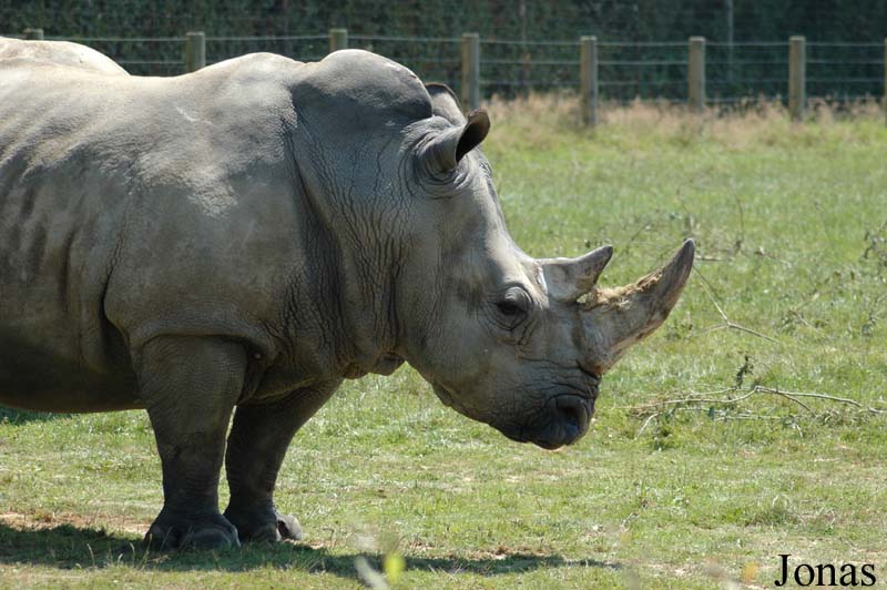 Ceratotherium simum simum