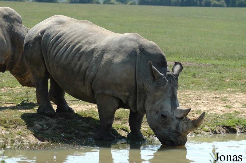 Ceratotherium simum simum