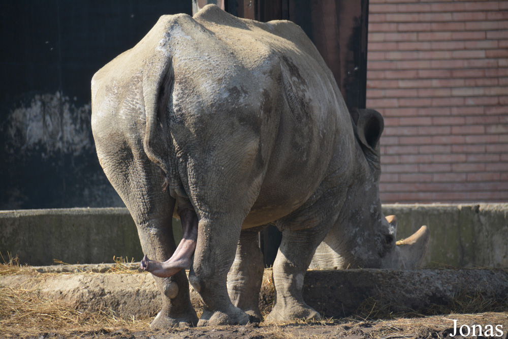 Ceratotherium simum simum