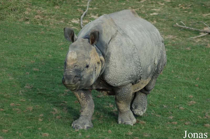 Rhinoceros unicornis