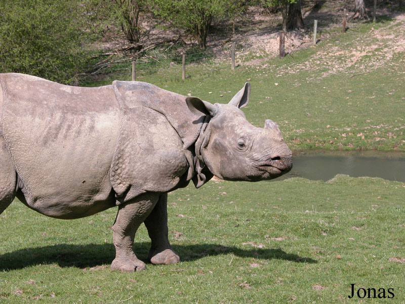 Rhinoceros unicornis