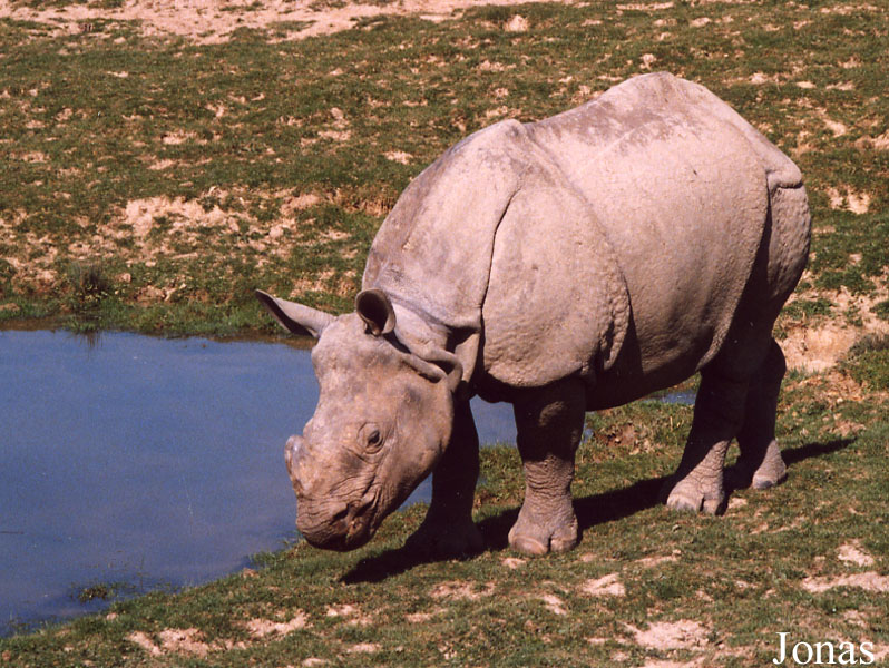 Rhinoceros unicornis