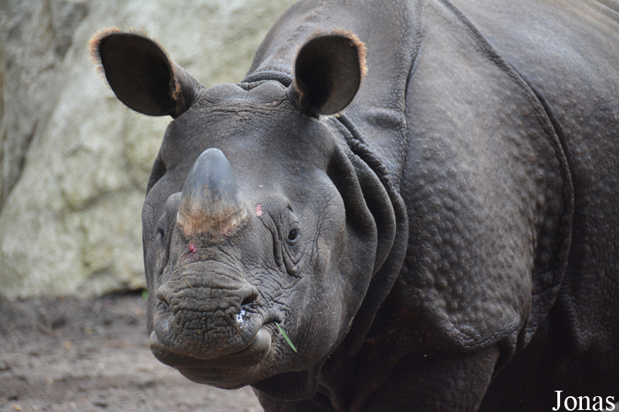 Rhinoceros unicornis