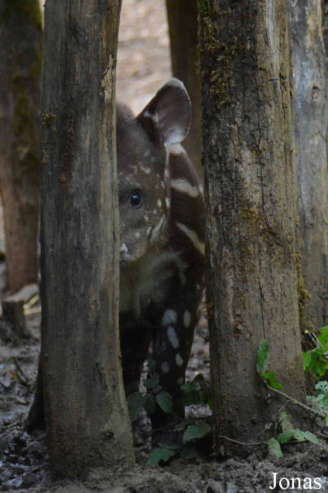 Tapirus terrestris