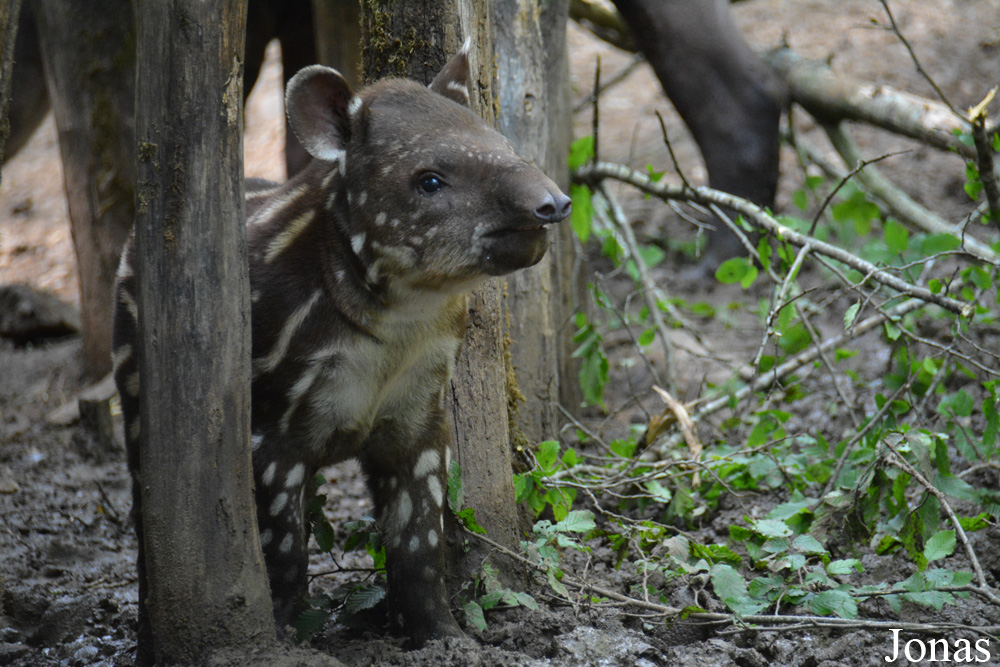 Tapirus terrestris