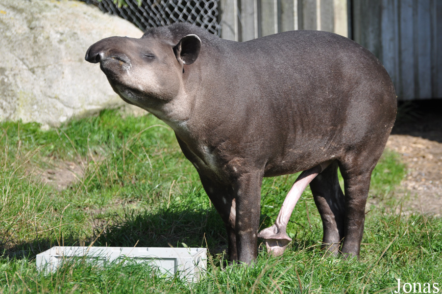 Tapirus terrestris