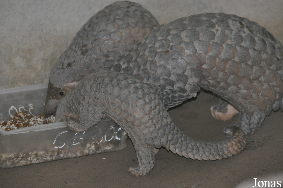 Manis javanica