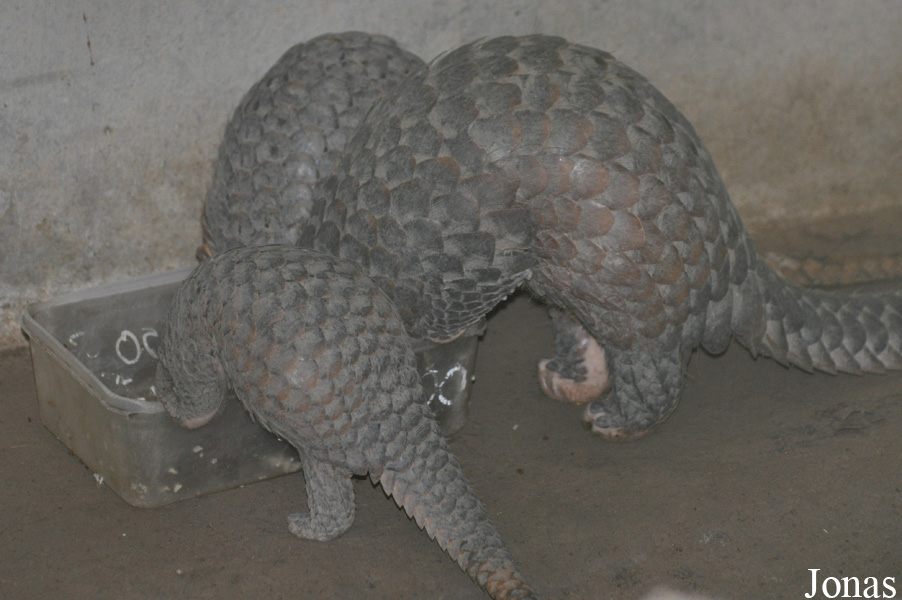 Manis javanica