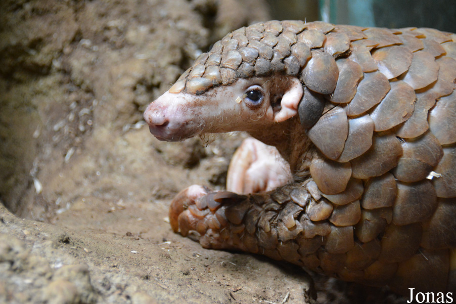 Manis pentadactyla pentadactyla