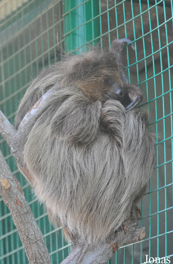 Choloepus didactylus