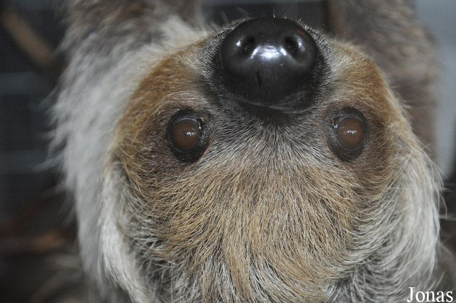 Choloepus didactylus