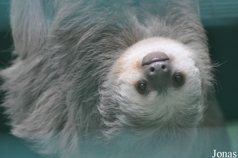Choloepus hoffmanni