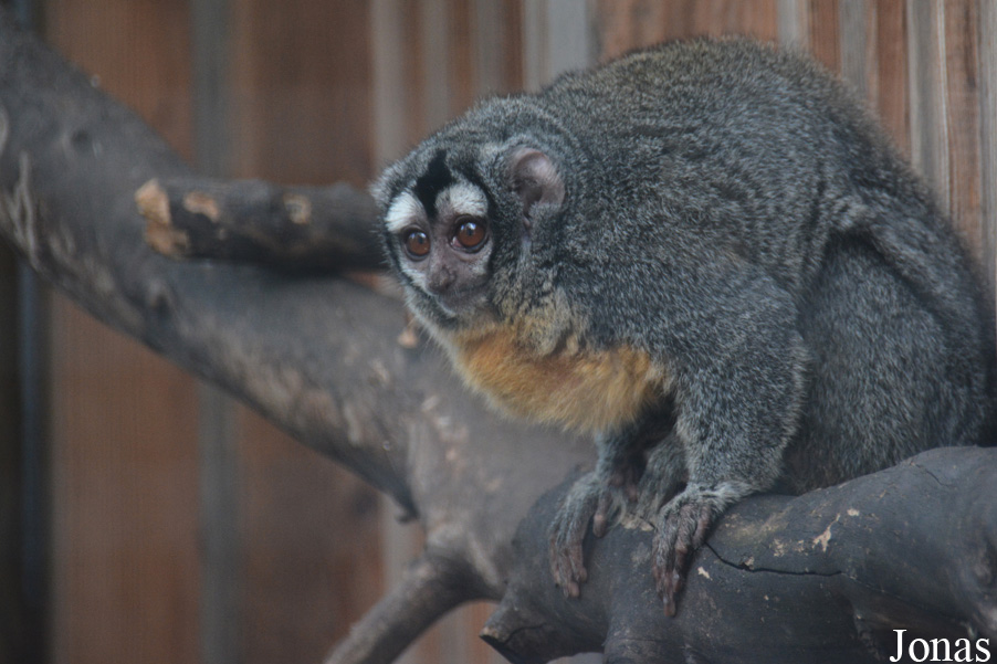 Aotus azarae boliviensis